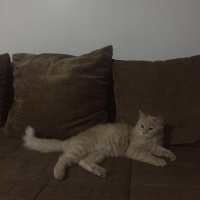 Sarman, Kedi  Leon fotoğrafı