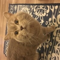 British Shorthair, Kedi  Leo fotoğrafı