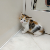 Sarman, Kedi  Pamuk fotoğrafı