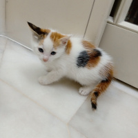 Sarman, Kedi  Pamuk fotoğrafı