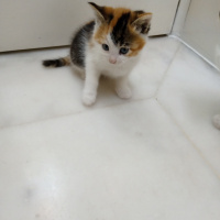 Sarman, Kedi  Pamuk fotoğrafı