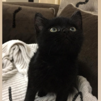Tekir Kedi, Kedi  Böcü fotoğrafı