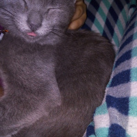 Tekir Kedi, Kedi  Mia fotoğrafı