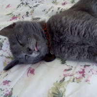 Tekir Kedi, Kedi  Mia fotoğrafı