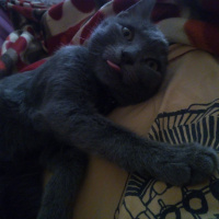 Tekir Kedi, Kedi  Mia fotoğrafı
