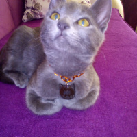 Tekir Kedi, Kedi  Mia fotoğrafı