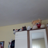 Tekir Kedi, Kedi  Mia fotoğrafı