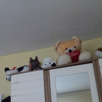 Tekir Kedi, Kedi  Mia fotoğrafı
