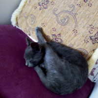 Tekir Kedi, Kedi  Mia fotoğrafı