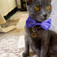 Tekir Kedi, Kedi  Mia fotoğrafı