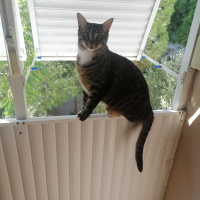 Tekir Kedi, Kedi  Pekmez fotoğrafı