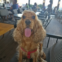 Amerikan Cocker Spaniel, Köpek  Cherry fotoğrafı