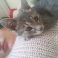 Tekir Kedi, Kedi  Duman fotoğrafı
