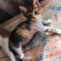 Tekir Kedi, Kedi  şirin fotoğrafı
