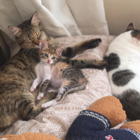 Tekir Kedi, Kedi  şirin fotoğrafı