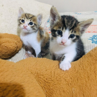 Tekir Kedi, Kedi  şirin fotoğrafı