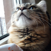 Tekir Kedi, Kedi  Mio fotoğrafı