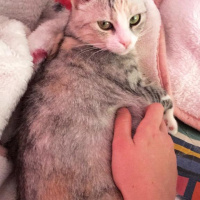 Tekir Kedi, Kedi  Gümüş fotoğrafı