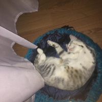 Tekir Kedi, Kedi  Gümüş fotoğrafı