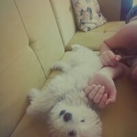 Maltese, Köpek  Luffy fotoğrafı