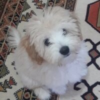 Maltese, Köpek  Luffy fotoğrafı