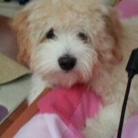 Maltese, Köpek  Luffy fotoğrafı