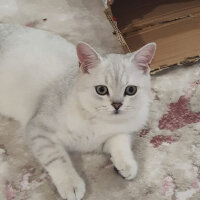 British Shorthair, Kedi  Paşa fotoğrafı