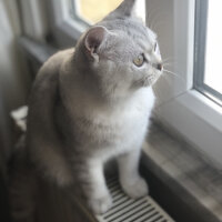 British Shorthair, Kedi  Paşa fotoğrafı