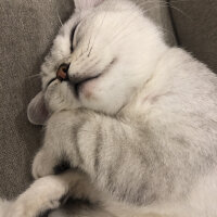 British Shorthair, Kedi  Paşa fotoğrafı