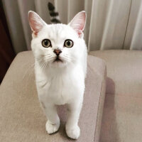 British Shorthair, Kedi  Paşa fotoğrafı