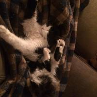 Tuxedo (Smokin) Kedi, Kedi  Sütlü fotoğrafı
