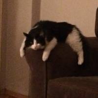 Tuxedo (Smokin) Kedi, Kedi  Sütlü fotoğrafı