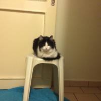 Tuxedo (Smokin) Kedi, Kedi  Sütlü fotoğrafı