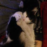 Tuxedo (Smokin) Kedi, Kedi  Sütlü fotoğrafı