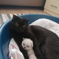 Scottish Fold, Kedi  Şef fotoğrafı