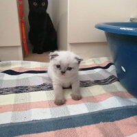 Scottish Fold, Kedi  Şef fotoğrafı