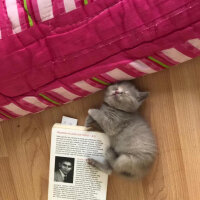 British Shorthair, Kedi  Bulut fotoğrafı