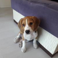 Beagle, Köpek  Hektor fotoğrafı