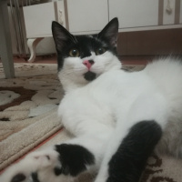 Tuxedo (Smokin) Kedi, Kedi  Şanslı fotoğrafı