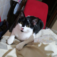 Tuxedo (Smokin) Kedi, Kedi  Şanslı fotoğrafı