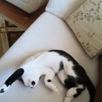 Tuxedo (Smokin) Kedi, Kedi  Şanslı fotoğrafı