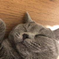 British Shorthair, Kedi  Pati fotoğrafı