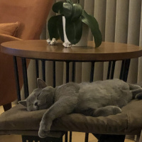 British Shorthair, Kedi  Pati fotoğrafı