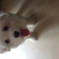 Maltese, Köpek  Lulu fotoğrafı