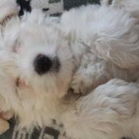 Maltese, Köpek  Lulu fotoğrafı