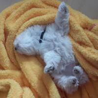 Maltese, Köpek  Lulu fotoğrafı