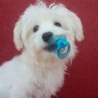 Maltese, Köpek  Lulu fotoğrafı