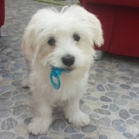 Maltese, Köpek  Lulu fotoğrafı