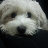 Maltese, Köpek  Lulu fotoğrafı