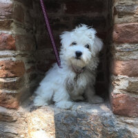 Maltese, Köpek  Mathilda fotoğrafı